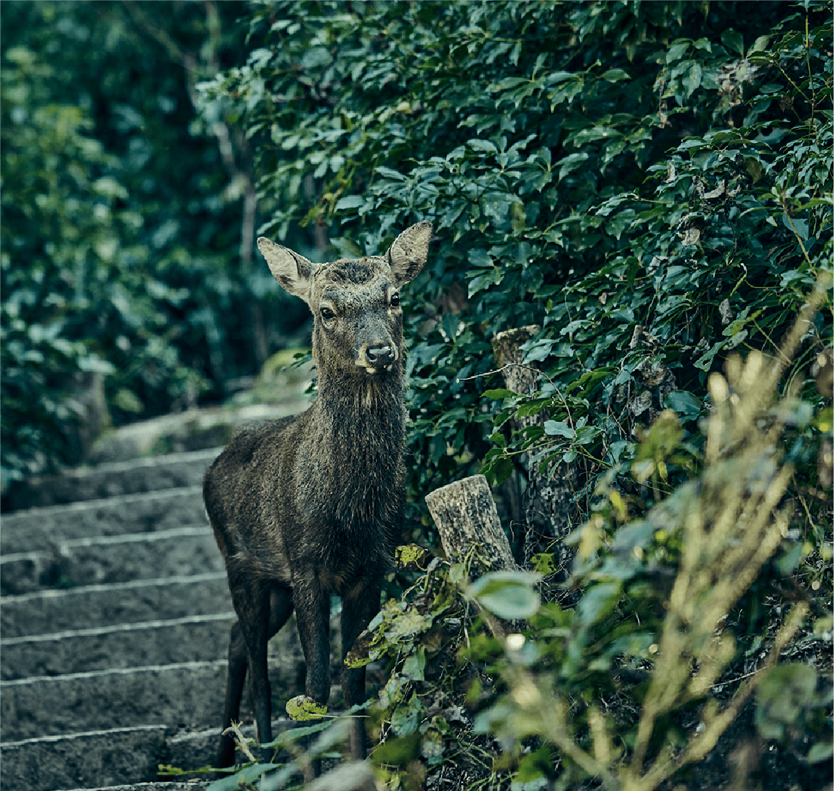 Miyajima