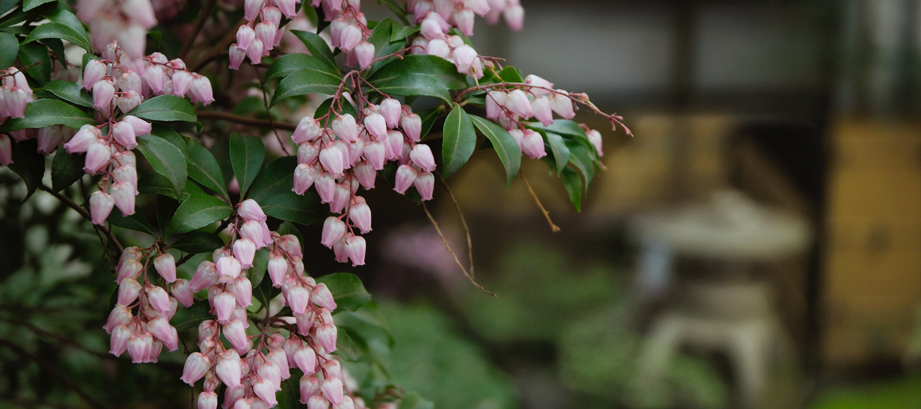 夏の花