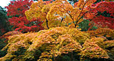 紅葉谷駅