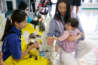 お得 宮島水族館入館料割引のご案内 宮島グランドホテル有もと Information